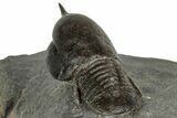 Pelagic Trilobite (Cyclopyge) Fossil - Huge Eyes #316119-4